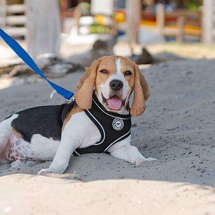 Dein Urlaub mit Hund in Rimini