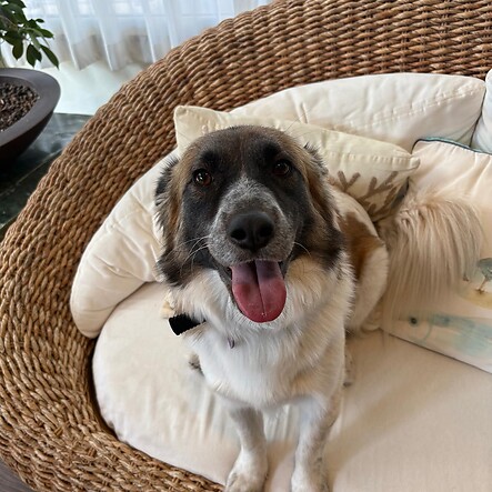 Dein Urlaub mit Hund in Rimini