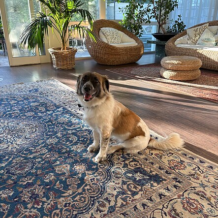 In vacanza con il tuo cane