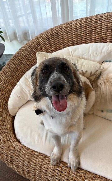Your Holiday with Your Dog in Rimini