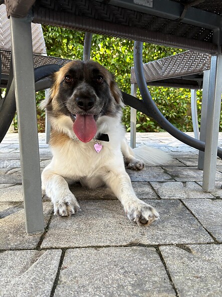 Your Holiday with Your Dog in Rimini
